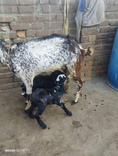 goats makhi cheni doodh wali