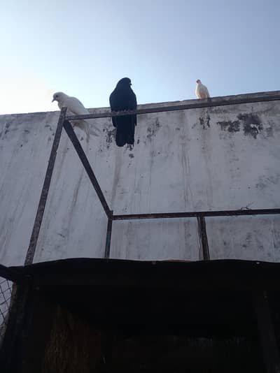 black big pair and sharazi White pair for sales