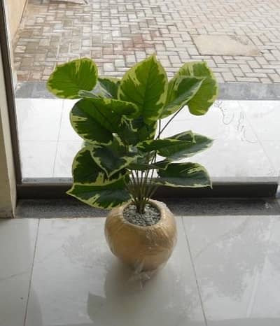 Imported Artifical Plants