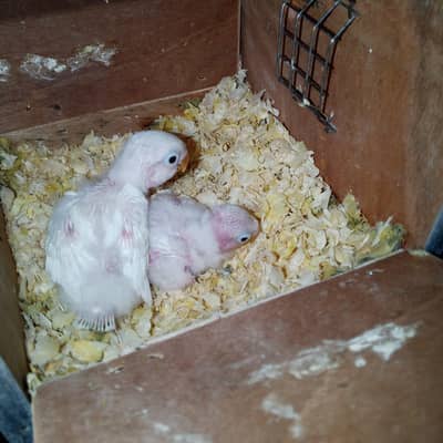love birds chicks hand tame ka baby