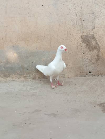 Danish bredaer pair . 0303-2140370