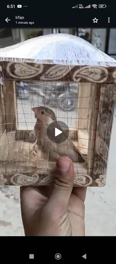 java breeder pair available