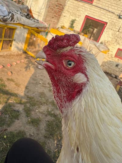 Aseel heera 2 adoult male n 4 aseel hens