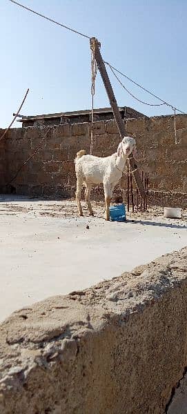 ghr ka pala Howa bakra