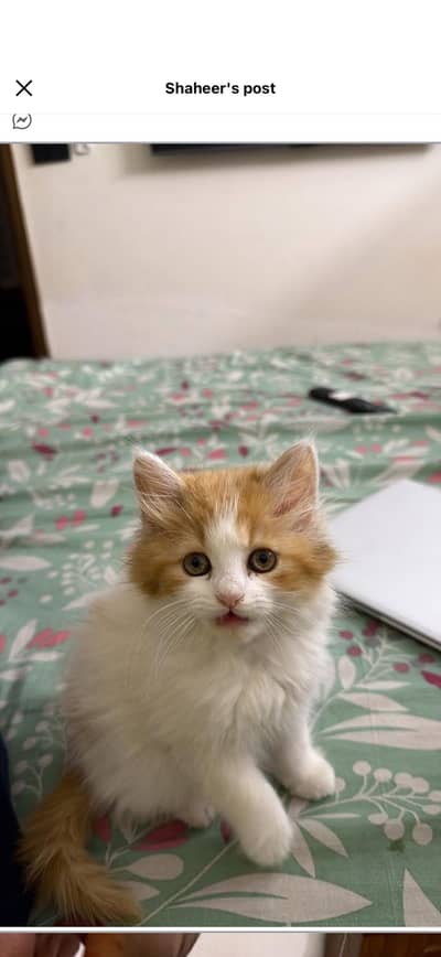 Triple Coated - Furry - Persian Kitten