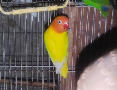 love bird confirm female