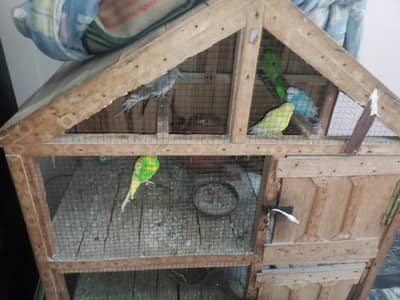 All Birds for Sale