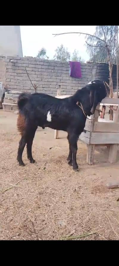 High Quality black Beetal Bakra