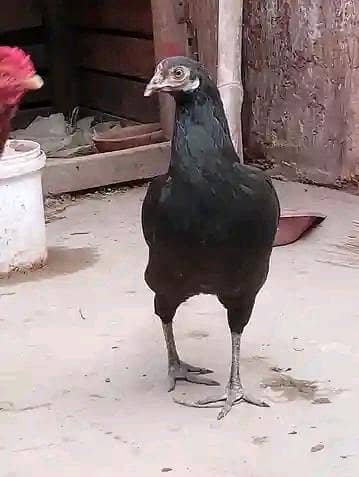 urgent sale ande wali murghi