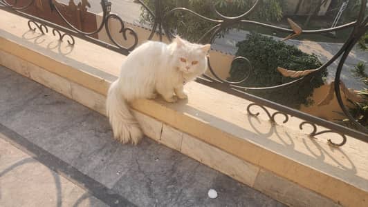 7 month active female cat.