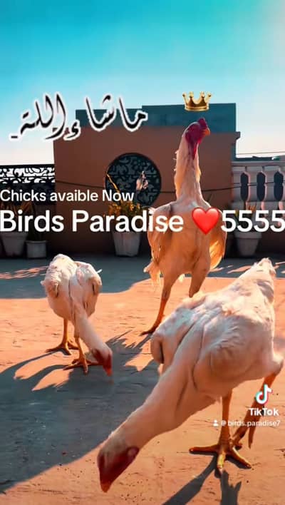 shamo | o shamo | white shamo| King size