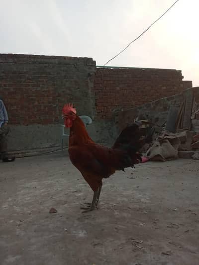 dase murga and murge