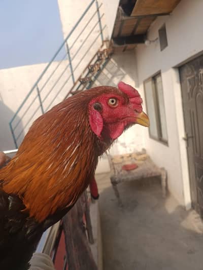 Aseel murga High quality