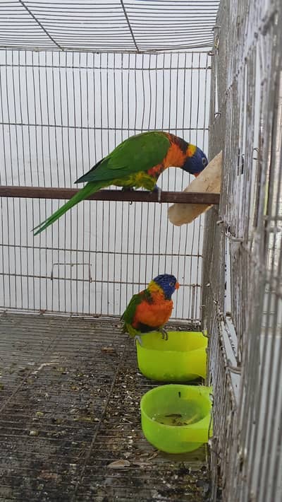 Swinson lori breeder pair with DNA