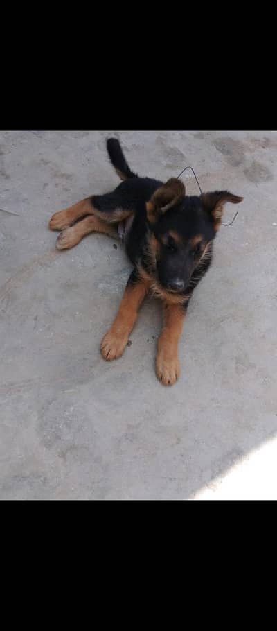 German shapherd dog for sale 0309/5644/563