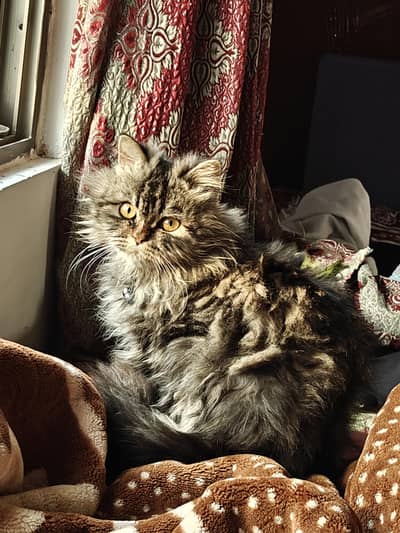 Siberian Cat 11 Month Baby