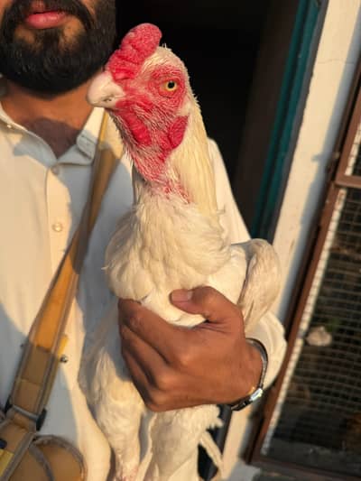 Aseel Heera breeders and pathay