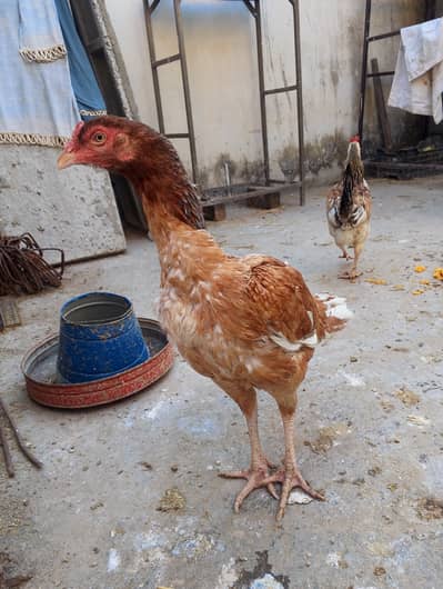 Aseel madi shamo cross breed