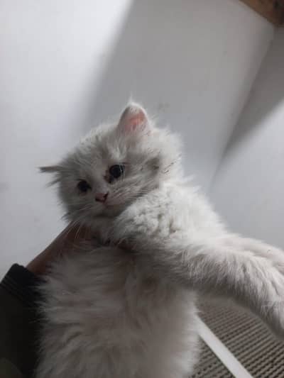 Persian Cat triple coat