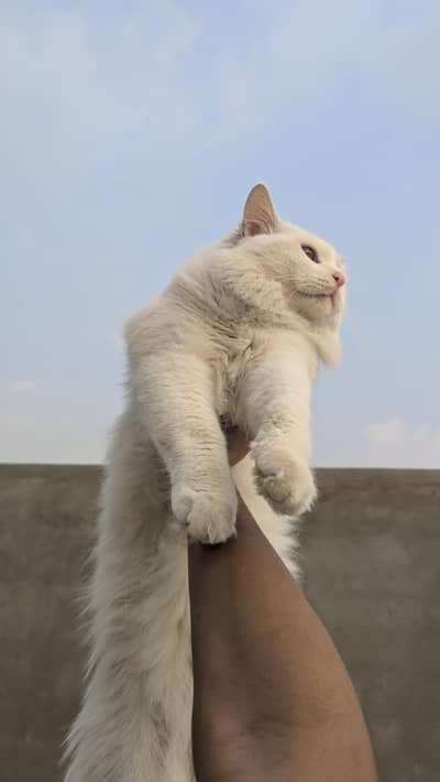 PURE PERISON MALE CAT AVAILABLE