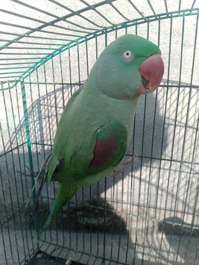 Raw Female parrot