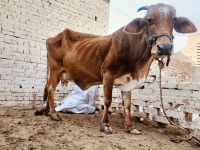 cow and buffalow forl urgent cell. 03106885379 is num pr call kr skta