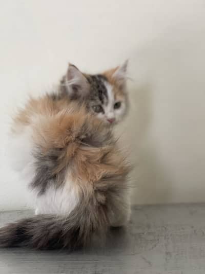 Persian kitten