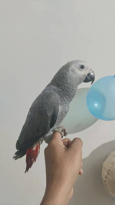 all chicks and birds available