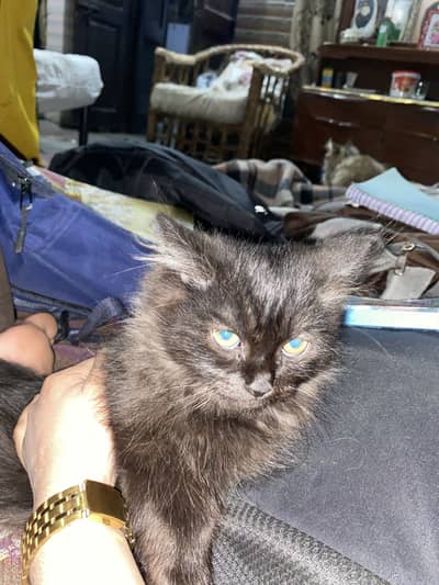 Black colour triple coat cat