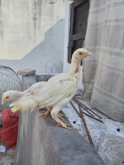 Aseel Chicks Heera Aseel  ( 03204661930  )