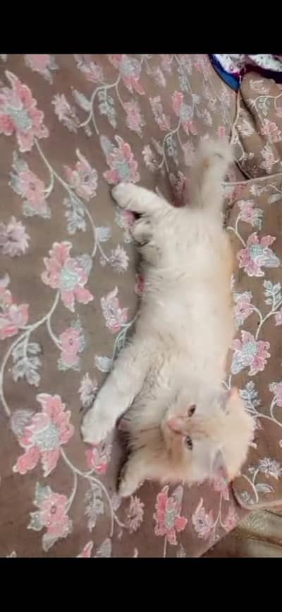 goldan Persian male cat with coat, bath and eating bot