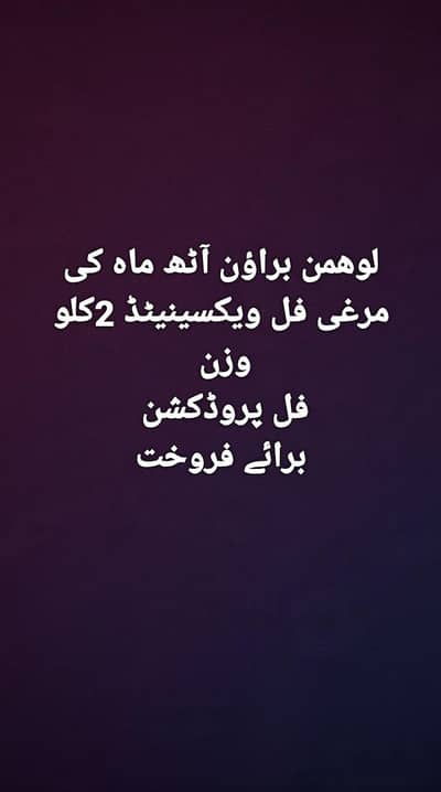 lohmann brown  and black