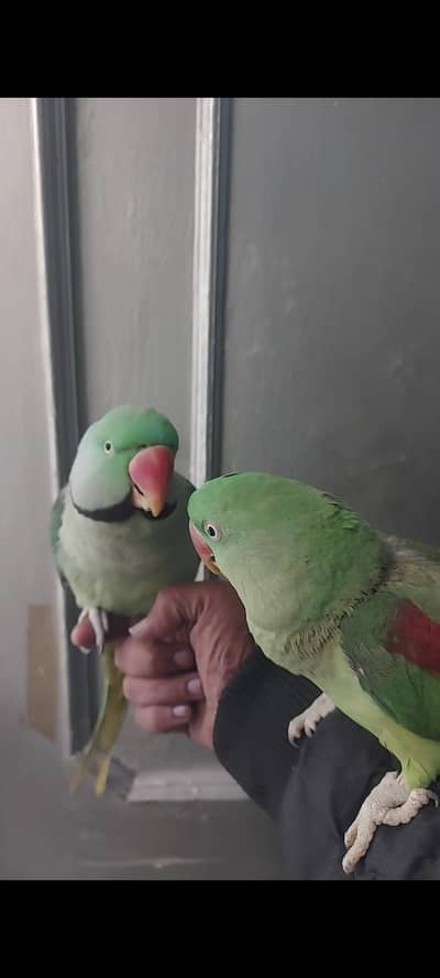 Alexander hand Tamed  03132738282