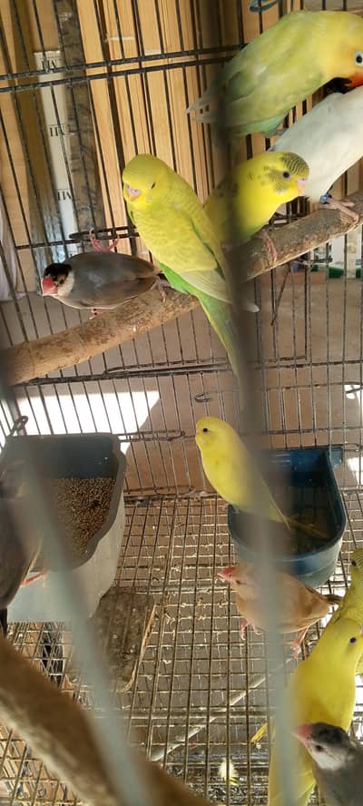 2000 my  6 Australian  pathy read full ad plz