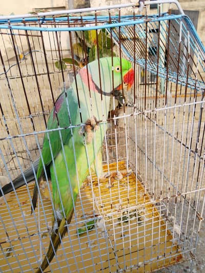 Parrot  sale