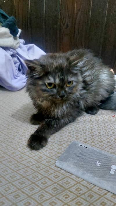 persian and amrican  mix breed cat