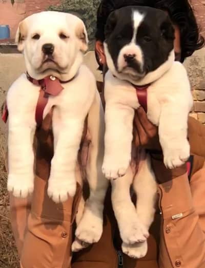 king Alabai dabal Hadi havey bone stacture security dogs for sale