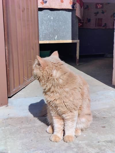 Persian Cate Male