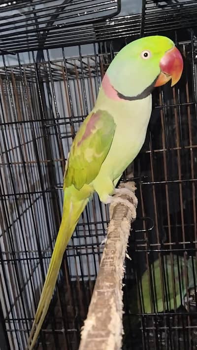 Talking semi tamed raw male