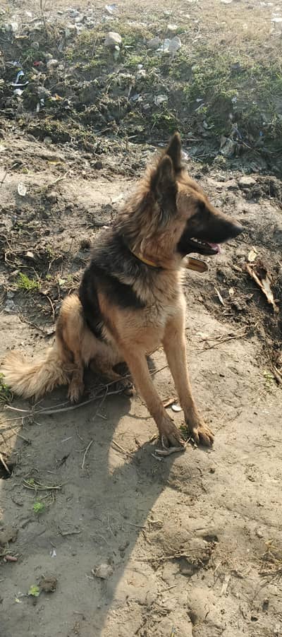 I want to sale my German shepherd female dog