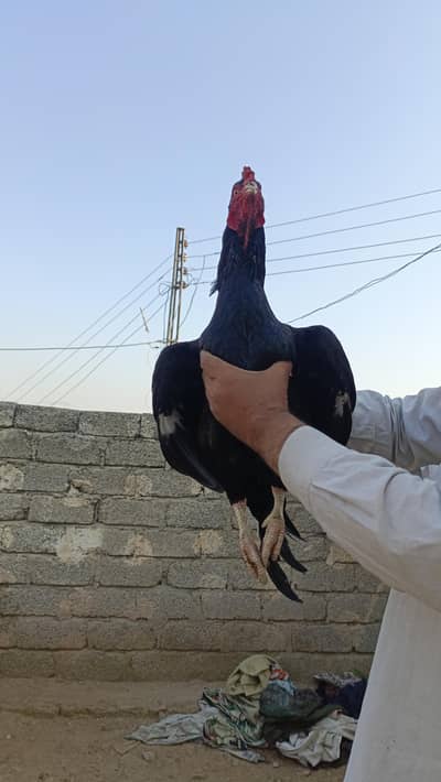 nice bird block lasani