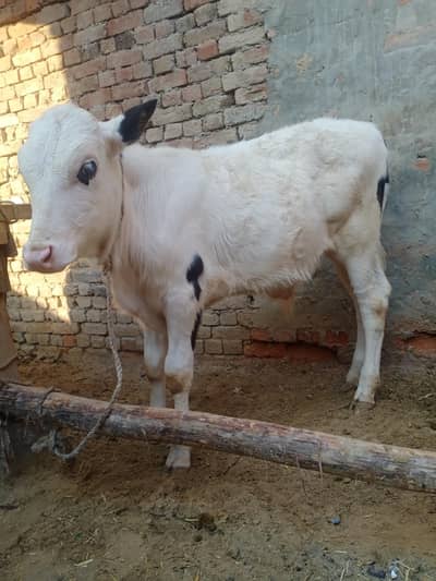 Pink Nose Wachaa 4 Month Age