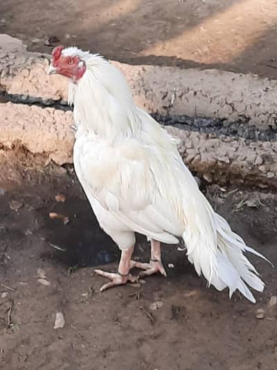 White Heera Aseel | Old Blood line | Aseel Murgha | Heera Aseel |Aseel