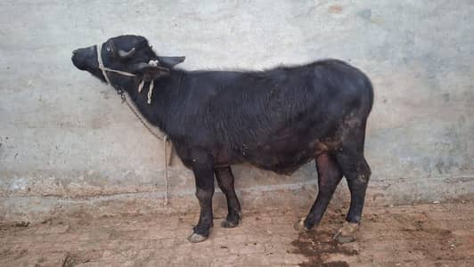 katta/bull/wacha/katta/bulls/cow/buffelow/vera