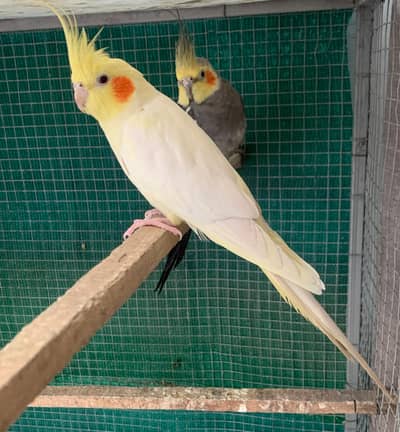 Cockatiel parrots pair.