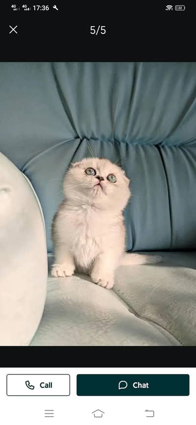 Scottish fold kittin for sell. 0345 5047810