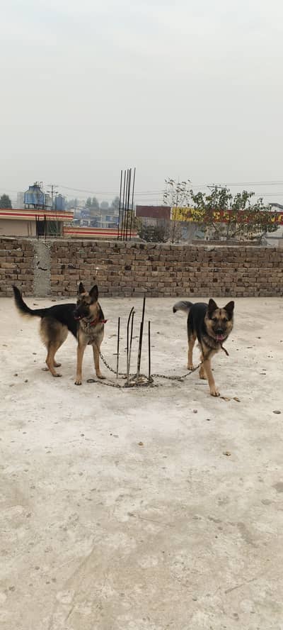 German shepherd pair