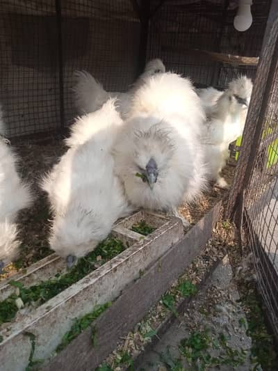 silkie chicken male female ready to lay eggs chicks fancy 03008076142
