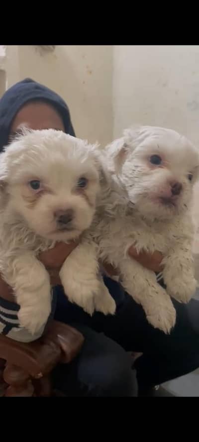 Shihtzu male female  puppies available for sale