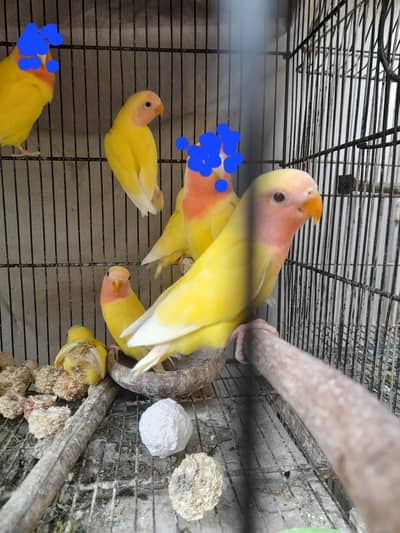Bird for sale kumharanwala gulshan market new multan Rs. 2300